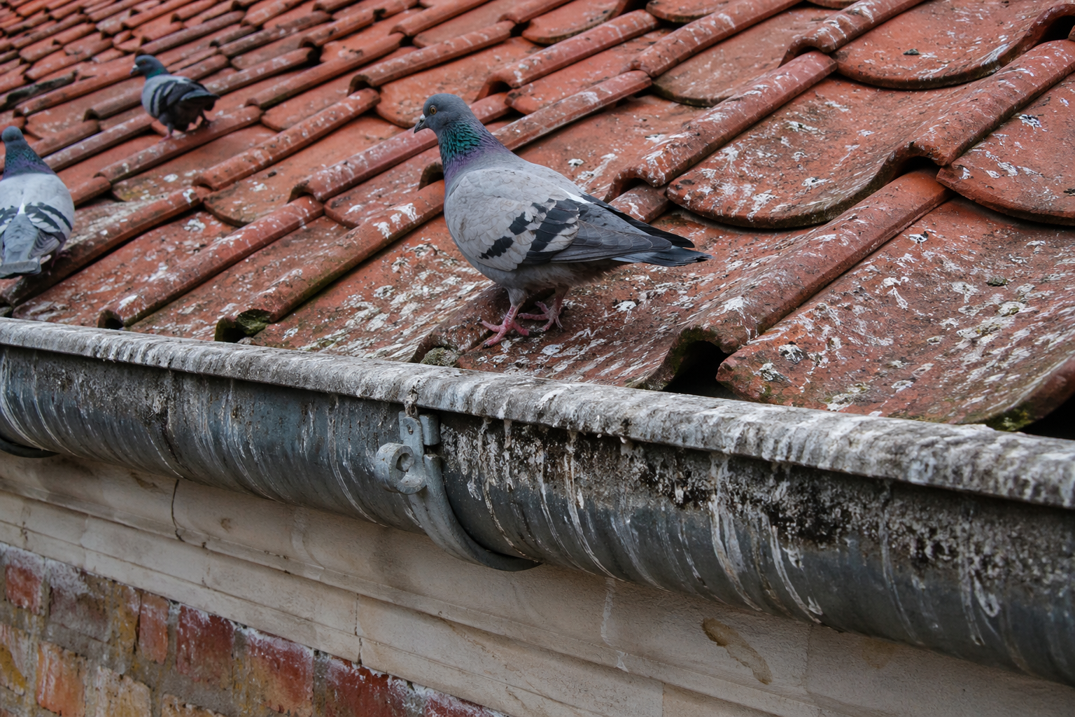 Pigeons sur une toiture en tuiles avec gouttière abîmée et salie par les fientes
