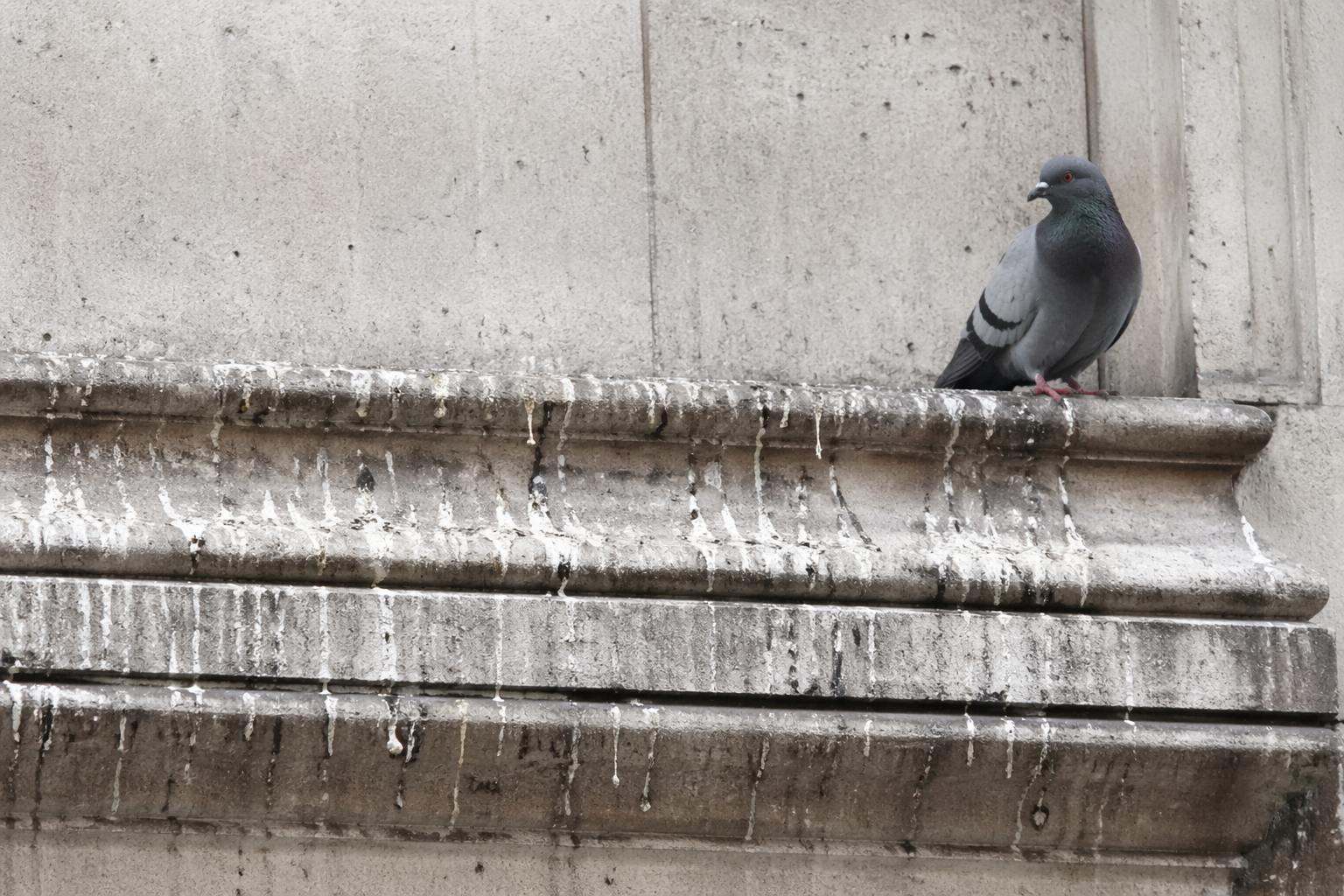 Traces de fientes de pigeon sur une façade en pierre avec rebord extérieur encrassé