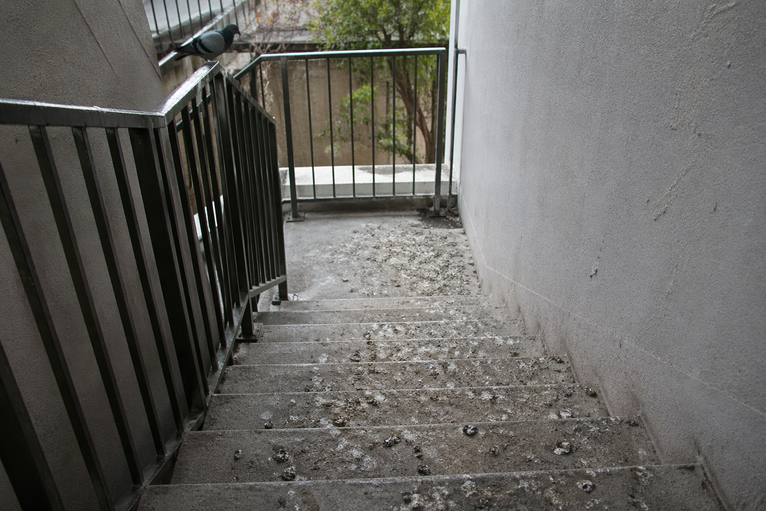 Nettoyage de fientes de pigeon dans une cage d’escalier extérieure en béton avec rambarde métallique