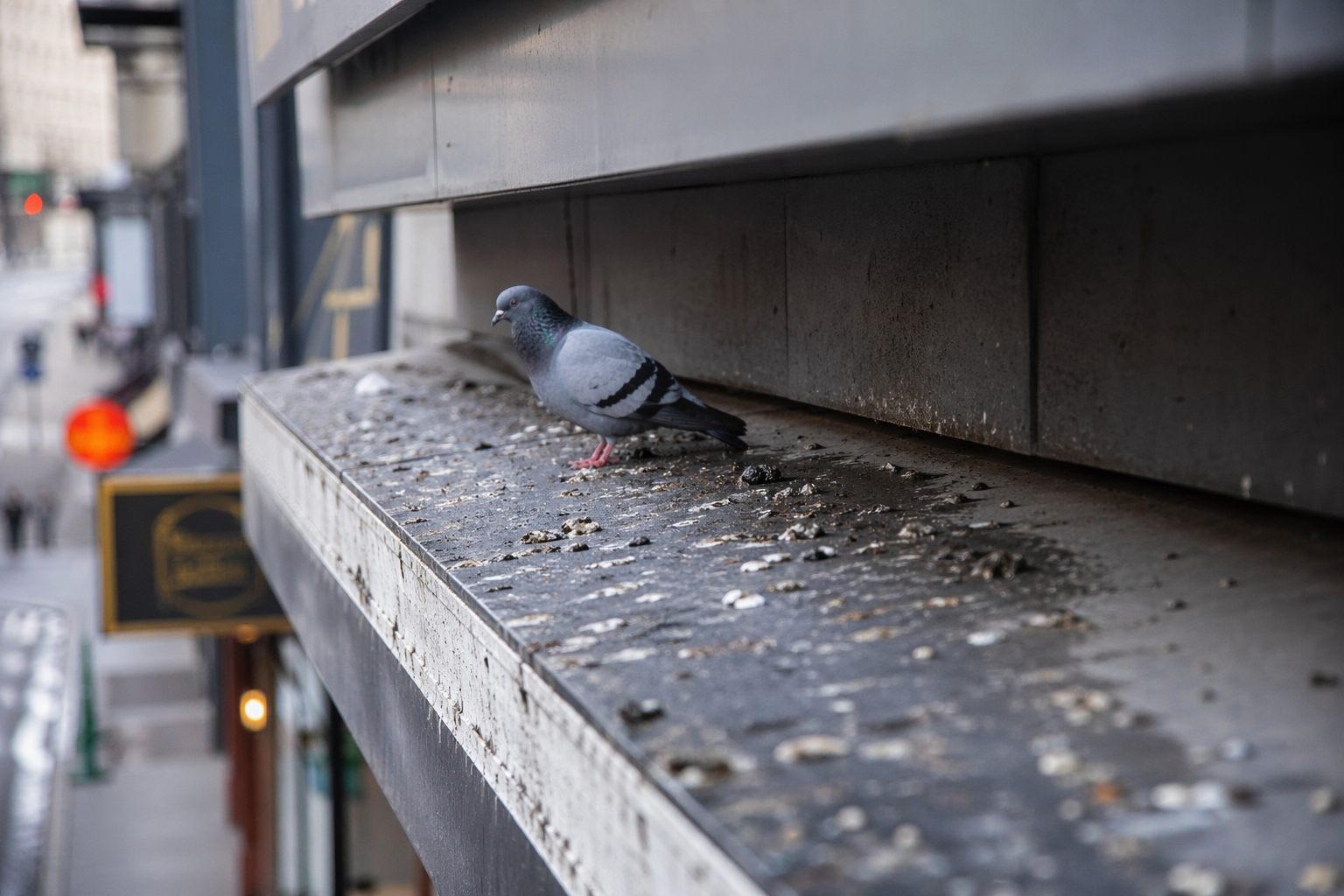 Fientes de pigeon sur une façade de bâtiment professionnel avec un pigeon posé sur un rebord en milieu urbain
