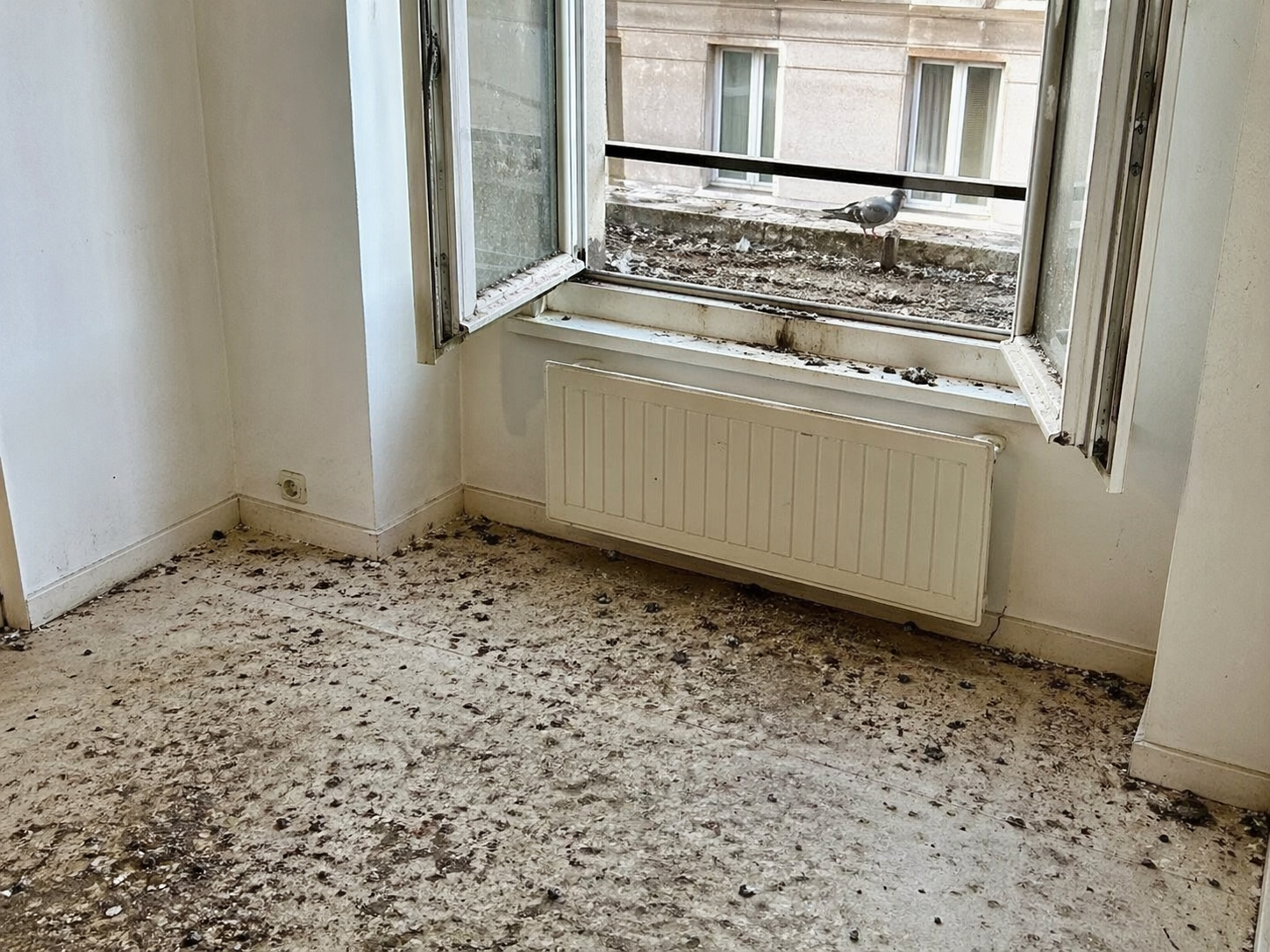 Appartement très sale après une forte présence de pigeons avec fientes au sol, fenêtre ouverte et rebord contaminé